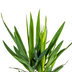 Yucca Elephantipes Ø19cm: Robuste Zimmerpflanze (70-90cm) Bild 3