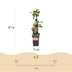 'Black Satin' Blackberry Plant - 2 hardy potted plants Bild 3