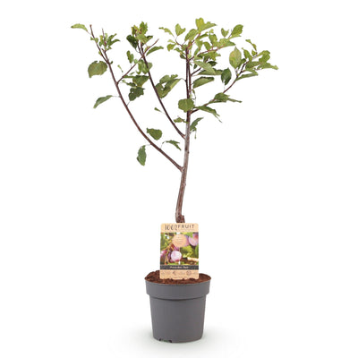 Pflaumenbaum 'Opal' - Gelb-rote Früchte, Topf 21cm, 90cm hoch