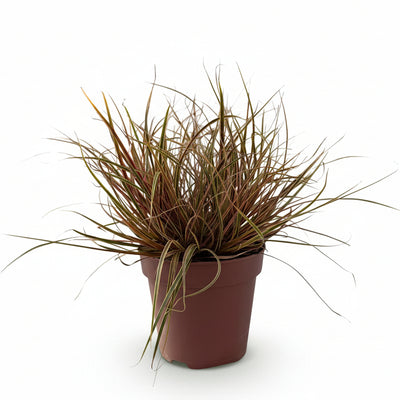 GreenboutiQ Ziergras Uncinia rubra Everflame, 4 Pflanzen, Rot, Immergrün