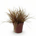 GreenboutiQ Ziergras Uncinia rubra Everflame, 4 Pflanzen, Rot, Immergrün Bild 1