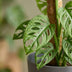 Monstera Adansonii Monkey Mask, 90cm, Moosstab, Grau Topf Bild 4