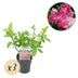 GreenboutiQ Panicle Hydrangea Pink Diamond, 3 plants for 1m² Bild 1