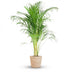 Areca-Palme Dypsis mit Seegras-Korb - 100cm - Ø21 Bild 1