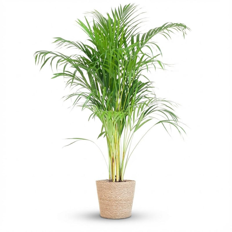 Areca-Palme Dypsis mit Seegras-Korb - 100cm - Ø21