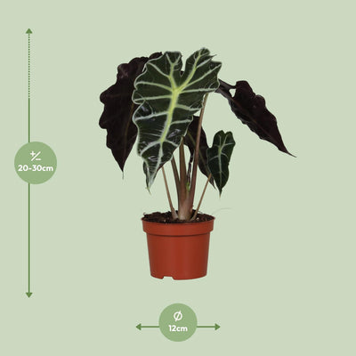Alocasia Amazonica Polly, Ø12cm, ↕30cm - Tropische Eleganz für Ihr Zuhause
