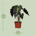Alocasia Amazonica Polly, Ø12cm, ↕30cm - Tropische Eleganz für Ihr Zuhause Bild 2