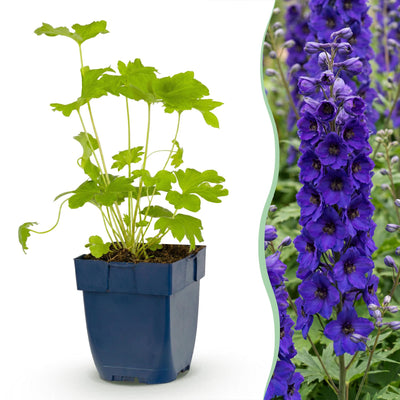 Green boutiQ - Perennial - Delphinium (P) Black Knight - Larkspur - Bee and Butterfly Attractors - Purple - 3 Plants - Pot 11cm - Height 15-25cm