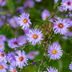 24x Aster frikartii 'Mönch' – Bluish-violet, long flowering period, easy to care for Bild 6