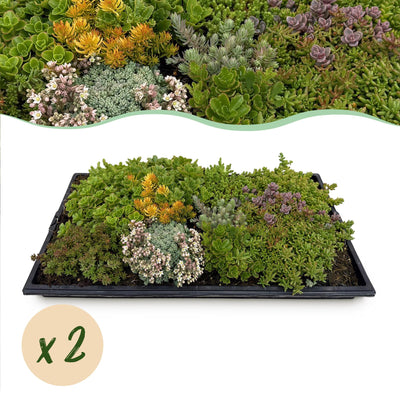 GreenboutiQ Sedummatte: 10 Sorten, winterhart, pflegeleicht, 50x30cm