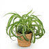 Green Curly Spider Plant 'Bonnie' – Pet-Friendly Houseplant in a Basket Bild 2