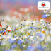 Wildflower Seed Mix – 100 gram | ± 30–50 m² Bild 3