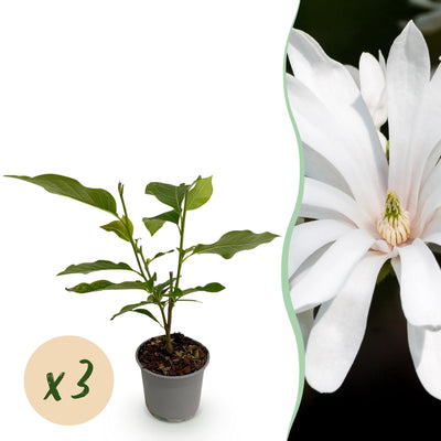 GreenboutiQ Sternmagnolie Royal Star, Weiß-Rosa, 3 Pflanzen