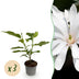 GreenboutiQ Sternmagnolie Royal Star, Weiß-Rosa, 3 Pflanzen Bild 1