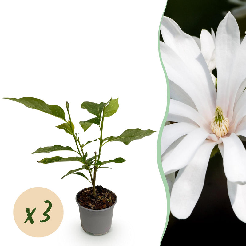 GreenboutiQ Sternmagnolie Royal Star, Weiß-Rosa, 3 Pflanzen