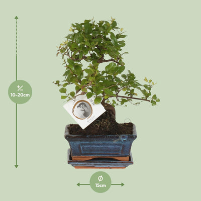 Bonsai 'Sageretia' S-Form Ø15cm - ↕15cm, pflegeleicht