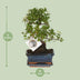 Bonsai 'Sageretia' S-Form Ø15cm - ↕15cm, pflegeleicht Bild 2
