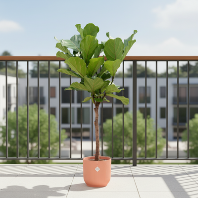 Ficus Lyrata Geigenfeige mit Elho Topf - 150 cm