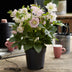 Lenzrose 'Double Ellen Pink' - 2 Pflanzen im 14cm Topf Bild 6