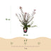 Green boutiQ - Gartenpflanze - Acer palmatum Shaina - Japanischer Ahorn - Laubabwerfend - Rot - 1 - Topf 26cm - Höhe 90cm Bild 3