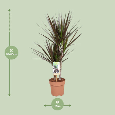 Dracaena Magenta - 17cm Topf, 80cm hoch