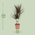 Dracaena Magenta - 17cm Topf, 80cm hoch Bild 2
