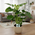 Monstera Deliciosa Fensterblatt Zimmerpflanze, 60 cm hoch Bild 3