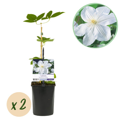 Clematis Madame Le Coultre: Blühende Kletterpflanze, 2 Stück