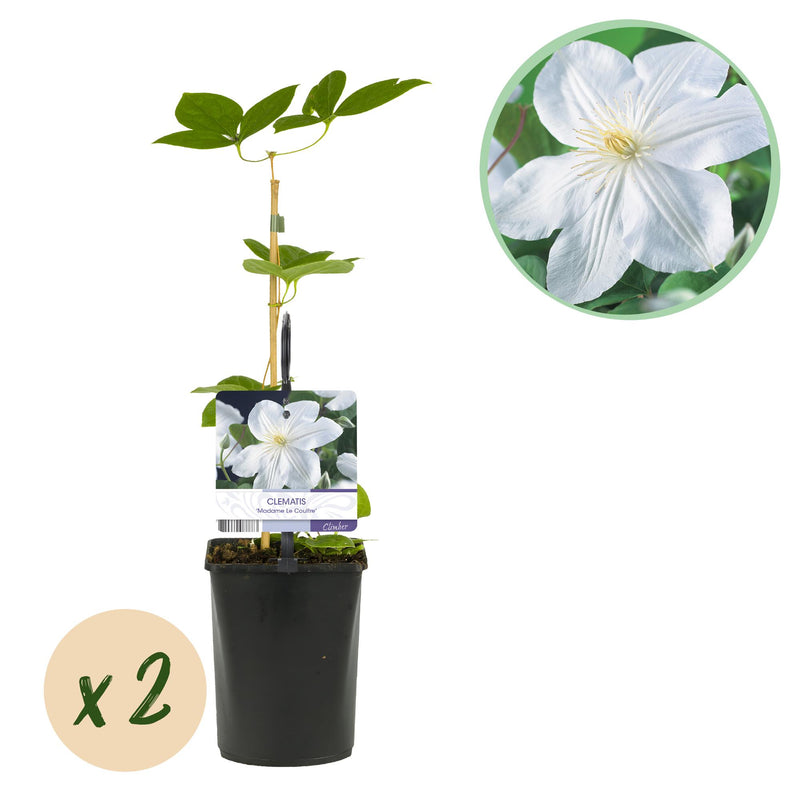 Clematis Madame Le Coultre: Blühende Kletterpflanze, 2 Stück