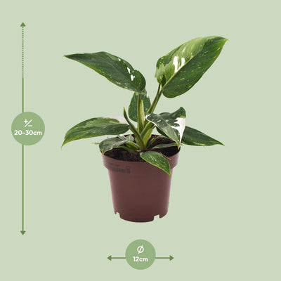 Philodendron White Princess - Topf Ø12cm, Höhe 25cm
