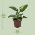 Philodendron White Princess - Topf Ø12cm, Höhe 25cm Bild 2