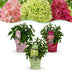 Green BoutiQ Panicle Hydrangea Groundbreaker 'Blush' - 3 Plants Bild 1