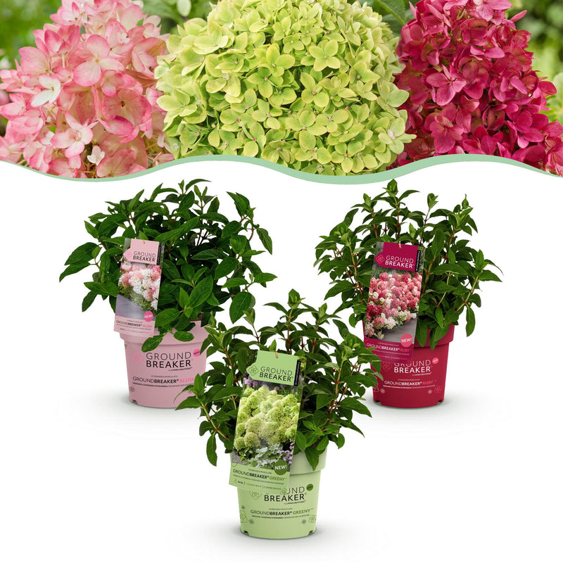 Green BoutiQ Panicle Hydrangea Groundbreaker 'Blush' - 3 Plants