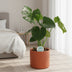 Monstera Deliciosa swiss cheese plant in a Ø17cm pot, ↕55cm Bild 3
