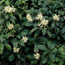 60x Pachysandra 'Green Sheen' Bodendecker, 10-25cm, Ø9cm Bild 5