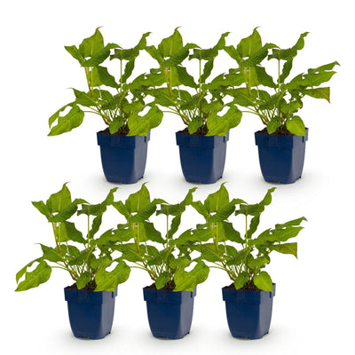Green boutiQ - Perennial - Persicaria amplexicaulis - Knotweed - Bee and Butterfly Attractors - Red - 6 Plants - Pot 11cm - Height 15-25cm