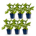 Green boutiQ - Perennial - Persicaria amplexicaulis - Knotweed - Bee and Butterfly Attractors - Red - 6 Plants - Pot 11cm - Height 15-25cm Bild 1