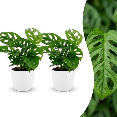 Green boutiQ - Monstera Adansonii - Monstera Adansonii - 2 Pflanzen - mit Potter Wit - Topf 12cm - Höhe - 25cm