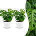Green boutiQ - Monstera Adansonii - Monstera Adansonii - 2 Pflanzen - mit Potter Wit - Topf 12cm - Höhe - 25cm Bild 1