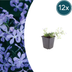 Phlox 'Emerald Cushion Blue' (12x, 10-25cm, Ø9cm) Bild 1