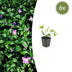 6x Vinca major (Großes Immergrün) 10-25cm, Ø9cm Bild 1