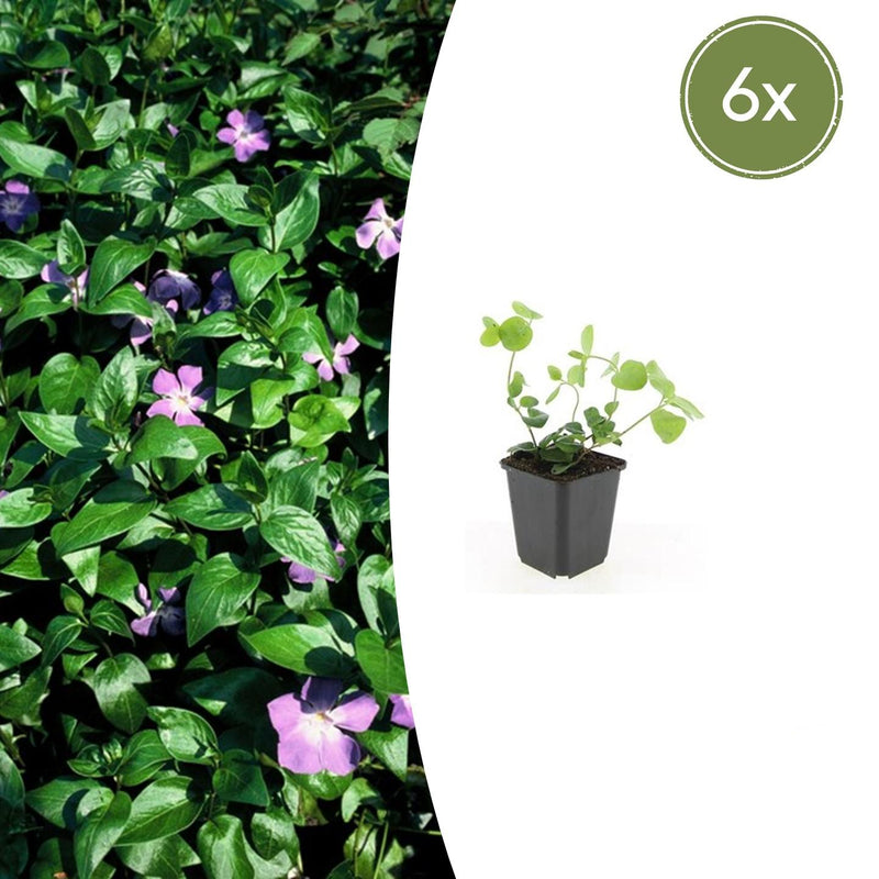 6x Vinca major (Großes Immergrün) 10-25cm, Ø9cm