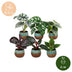 Baby Jungle Mix: 6 Tropische Zimmerpflanzen mit Kupferblatt (Ø6cm) Bild 5