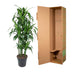 Dracaena Hawaiiana Carrousel 150 cm - Dekorative Zimmerpflanze für Ihr Zuhause Bild 4