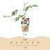 Dornenlose Brombeere 'Thornless Evergreen' - 6 Pflanzen im Topf Bild 3