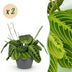 2x Maranta Fascinator Lemon Lime Zimmerpflanzen im Topf 12cm Bild 1