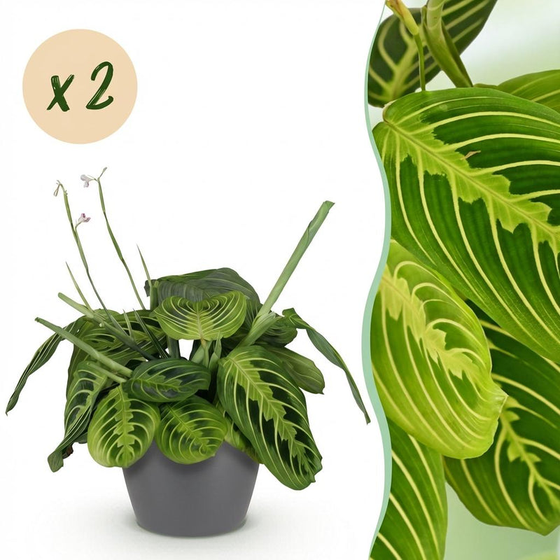 2x Maranta Fascinator Lemon Lime Zimmerpflanzen im Topf 12cm