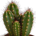 3x Cereus-Mischung (Säulenkakteen) - 10,5 cm Topfgröße, ohne Topf Bild 4