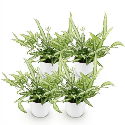 Green boutiQ Pteris cretica Albolineata Schwertfarn, 4 Pflanzen