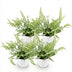Green boutiQ Pteris cretica Albolineata Schwertfarn, 4 Pflanzen Bild 2